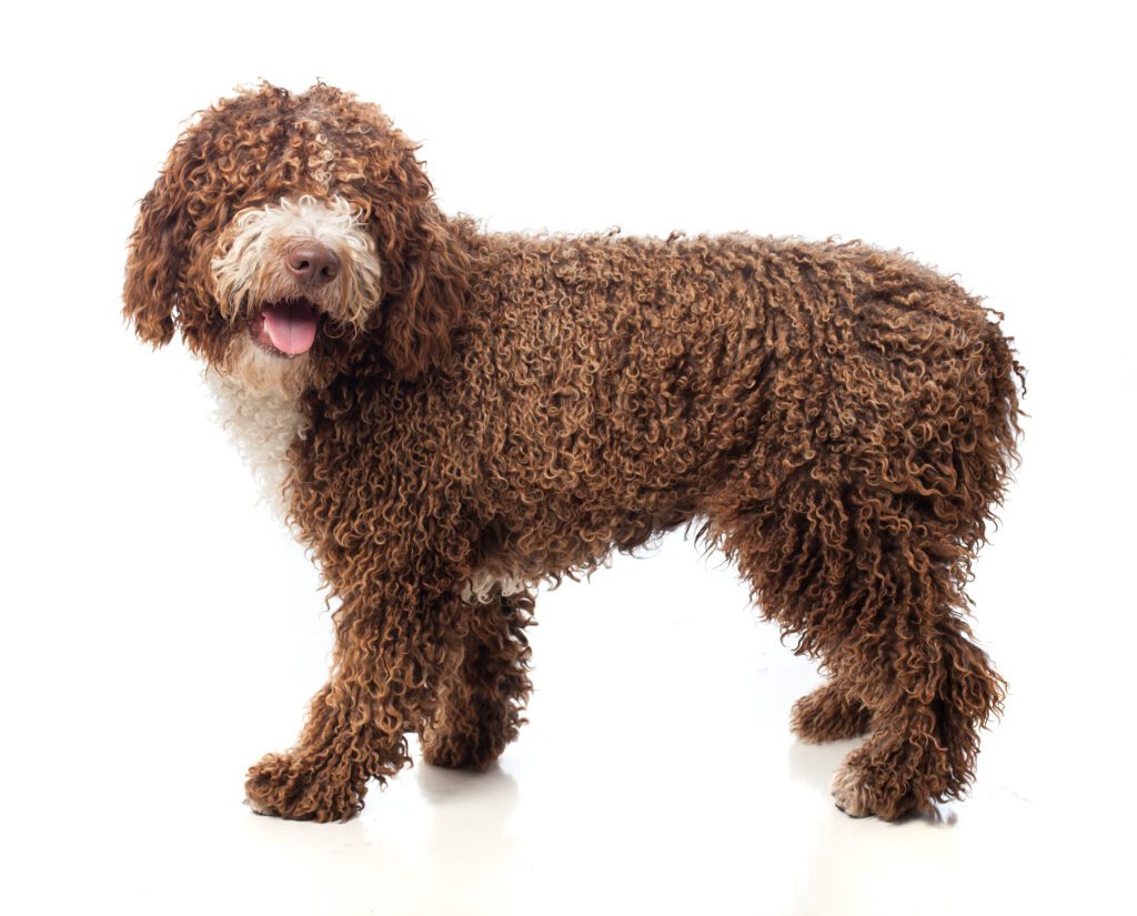 Lagotto Romagnolo Dog Breed