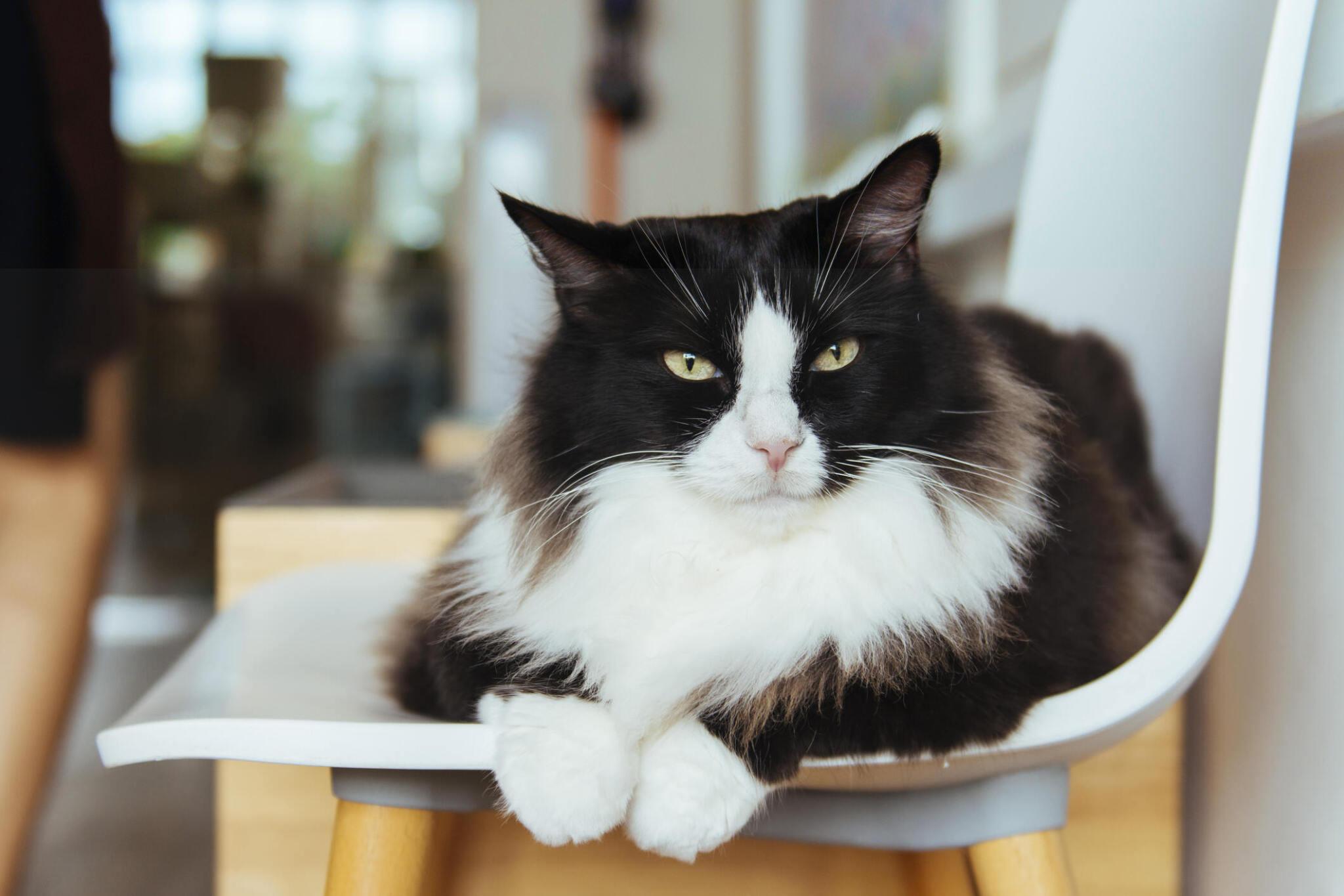 Black and white tuxedo cat sitting on the table