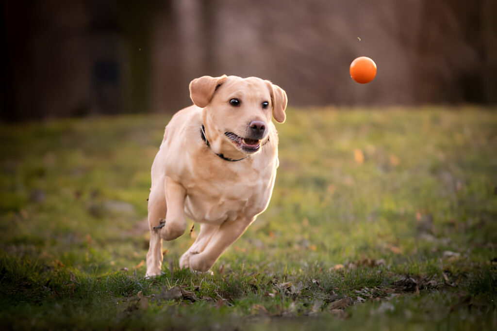 Dog is running after a ball