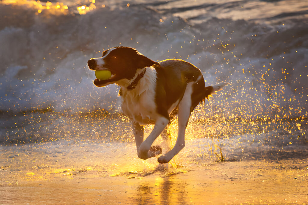 Running Dog holding a tennis ball on the beach