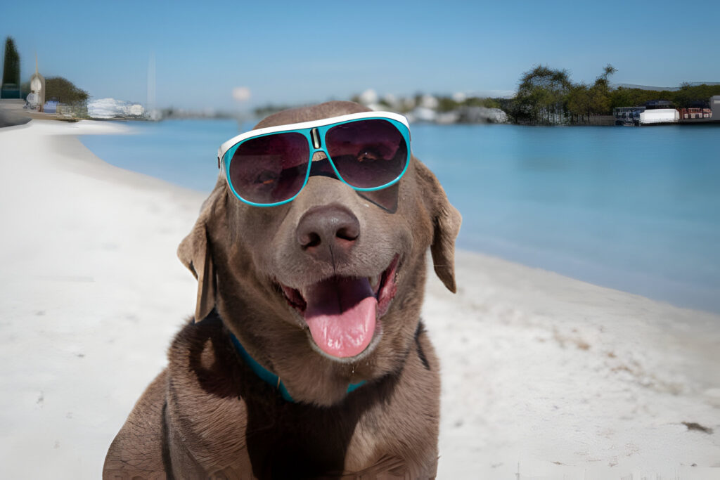 Dog wearing Sunglasses on the beach 