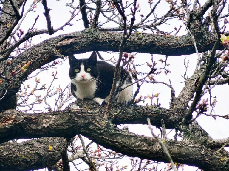 Tuxedo cat on the tree