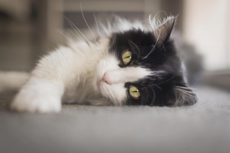 Tuxedo cat with yellow eye's