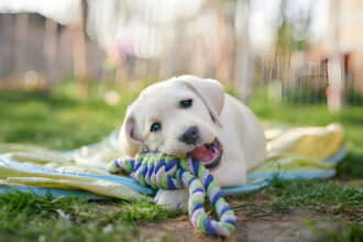 Labrador puppy sit outdoors playing with a rope