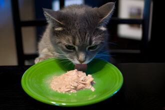 Cat Eating Salmon oil in Plate