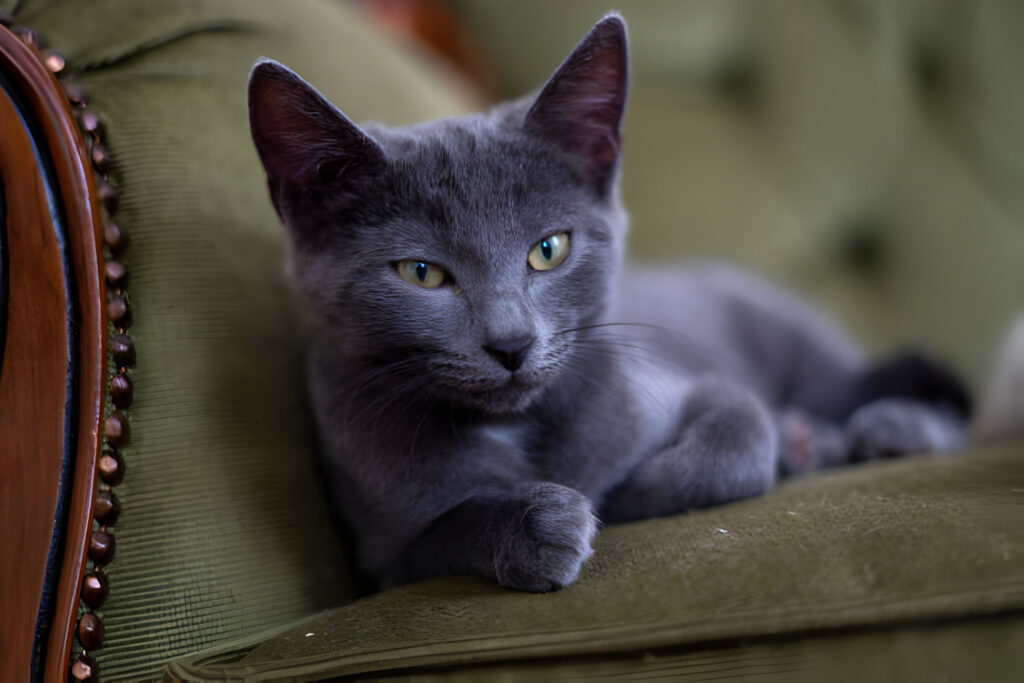 Russian blue cat sitting on the sofa